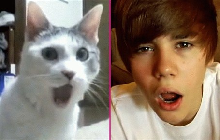 Terrorists Train Cat To Attack Justin Bieber
