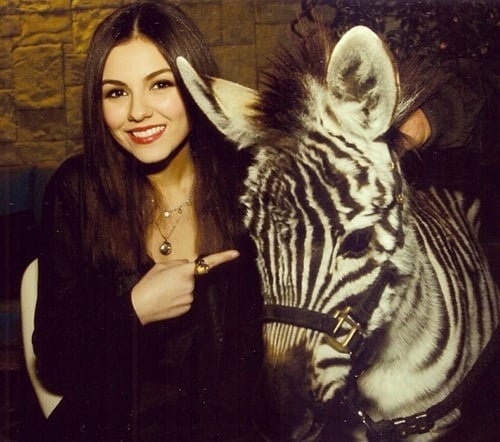 Victoria Justice zebra