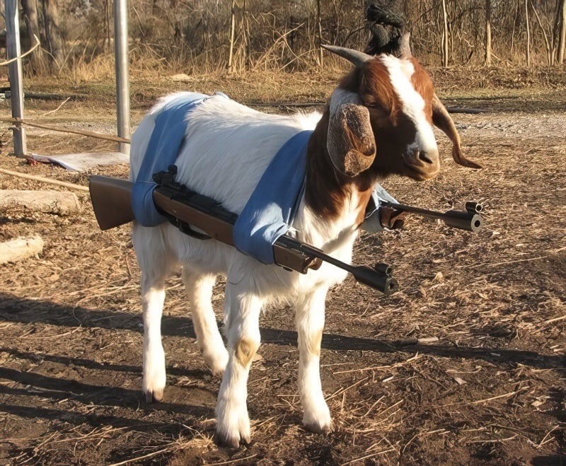 War Goat