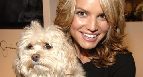 Jessica Simpson dog