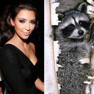 Kim Kardashian accused of setting baby raccoon on fire