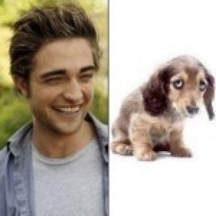 Robert Pattinson Teaches How To Beat Up Dogs