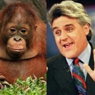 Jay Leno Rapes Orangutan